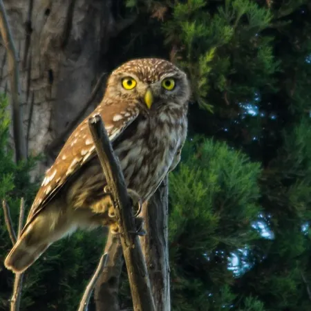 Light House Daire Kateleios