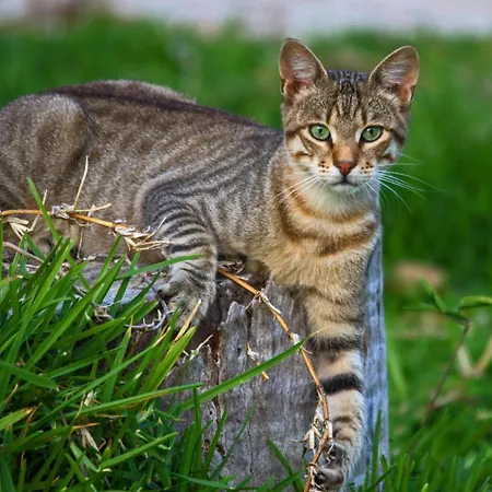 شقة Light House *