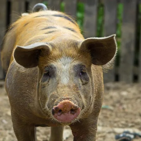 Light House * كاتيليوس