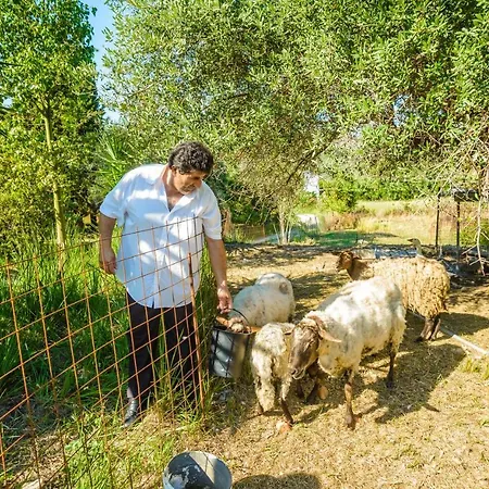 Light House * كاتيليوس